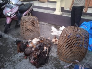 Beberapa ayam dipakai sabung ayam diamankan Polsek Janapria 