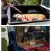 HARIMAU PUTIH MASIH BERKELIARAN DI SINGKAWANG KALBAR, MASYARAKAT DIHIMBAU SELALU WASPADA
