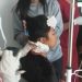 LDII Sumbang Puluhan Sak Semen untuk Pembangunan Kantor PCNU Mimika