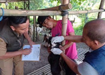 Pemkot Mojokerto Lakukan Monitoring Kesehatan Hewan Kurban