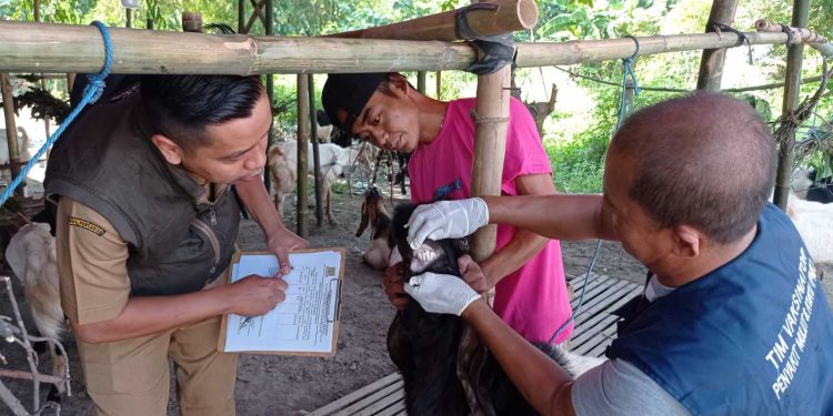 Pemkot Mojokerto Lakukan Monitoring Kesehatan Hewan Kurban