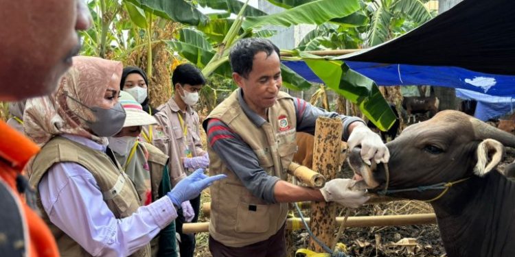 DP2 Makassar Gencar Lakukan Pemeriksaan Hewan Kurban Jelang Idul Adha