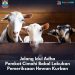 Pemkot Cimahi Bakal Lakukan Pemeriksaan Hewan Kurban