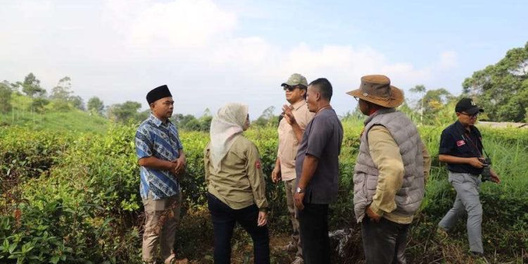 Monitoring Kawasan Pertanian Terpadu di Garut, Pemerintah Fokus pada Pemulihan Peternakan