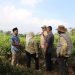 Monitoring Kawasan Pertanian Terpadu di Garut, Pemerintah Fokus pada Pemulihan Peternakan