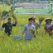 Bupati Aripin Panen Padi Demplot Sawah Hemat Air Dengan Hasil Memuaskan.