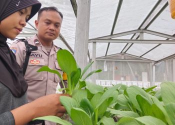 Bhabinkamtibmas Desa Lingga Dukung Ketahanan Pangan Lewat Monitoring Tanaman Hidroponik
