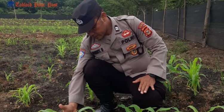 Bhabinkamtibmas Desa Tegal Rejo Dukung Ketahanan Pangan Melalui Panen Perdana Itik Petelur