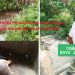 Akankah Drama Pencemaran Lingkungan Ternak Babi Wonorejo Akan Berakhir…..!! Ini Jawaban Camat