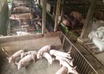 Awas Beredar Daging Babi Di Wilayah Kabupaten Malang Kenali Ciri Cirinya
