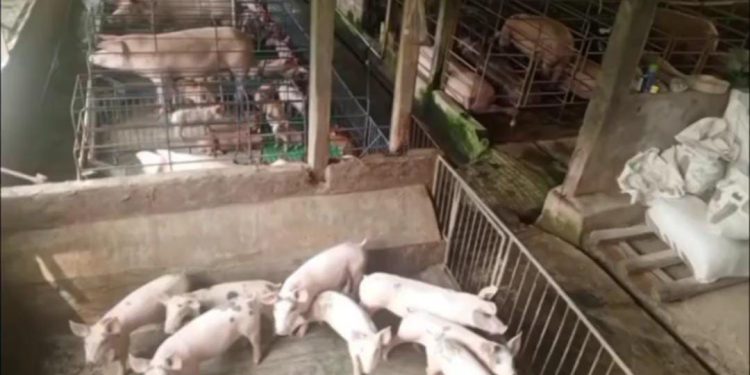 Awas Beredar Daging Babi Di Wilayah Kabupaten Malang Kenali Ciri Cirinya
