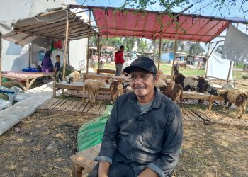 Jelang Idul Adha 2025 Harga Sapi Bima Dari Nusatenggara Barat NTB Harga 15 Juta 13 Jutaan