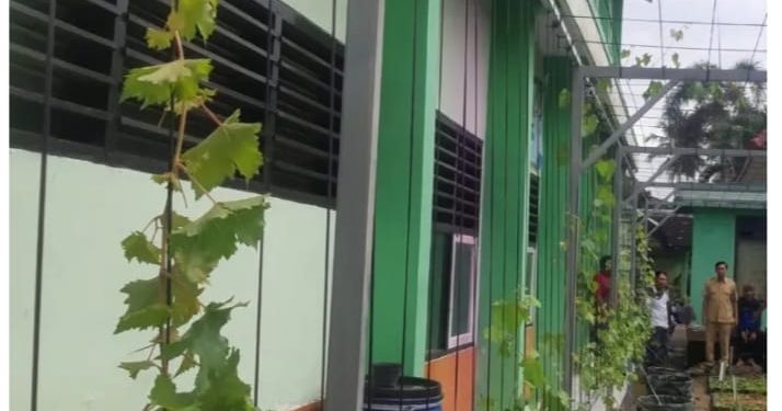 SMPN 1 Panggul Kembangkan Kebun Anggur Edukatif Sebagai Gerakan Penghijauan Sekolah