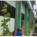 SMPN 1 Panggul Kembangkan Kebun Anggur Edukatif Sebagai Gerakan Penghijauan Sekolah