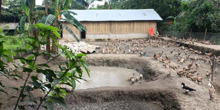 Bukit Asam Dukung Budidaya Itik Petelur Capai Penghasilan di Atas UMR