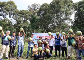 Dari Kohe Puyuh ke Panen Semangka, Lahan Eks-PETI di Desa Darmo Kini Produktif