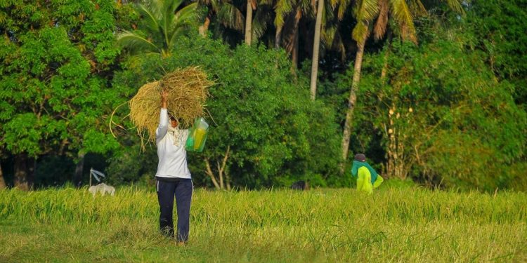 Seruan Atasi Kartel Pangan, Kolaborasi Kampus, Pemerintah, dan Petani Digaungkan