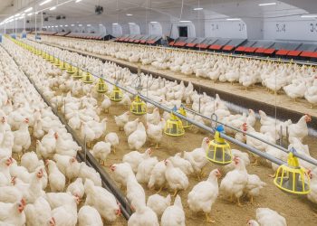 Stok Ayam Nasional Aman, Harga di Tingkat Peternak Dinilai “Bagus-Bagusnya”