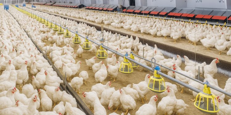 Stok Ayam Nasional Aman, Harga di Tingkat Peternak Dinilai “Bagus-Bagusnya”