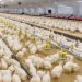 Stok Ayam Nasional Aman, Harga di Tingkat Peternak Dinilai “Bagus-Bagusnya”
