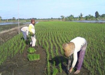 Distan Sabang Targetkan Penanaman Padi Gogo Serentak Akhir September