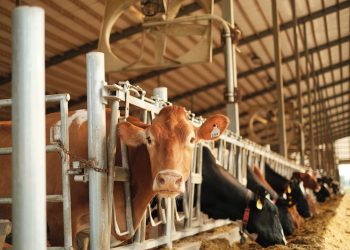 Impor Sapi Perah untuk Mendukung Program Makan Sekolah Nasional