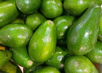 Pemuda Semarang Bangkit: Bertani Durian dan Alpukat Jadi Peluang Emas Masa Depan