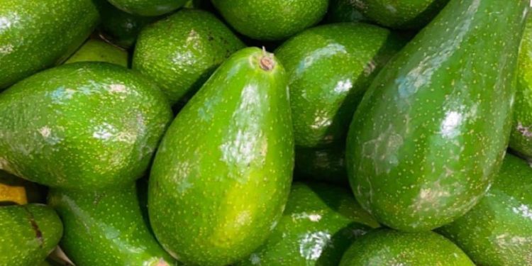 Pemuda Semarang Bangkit: Bertani Durian dan Alpukat Jadi Peluang Emas Masa Depan