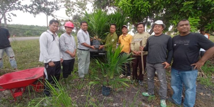 Camat Bunut Galang Gotong Royong dan Tanam Pohon Sawit di Lahan Aset Kecamatan