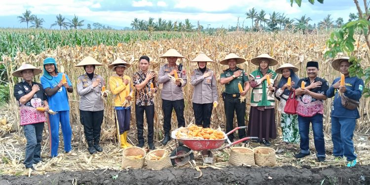 Panen Raya Jagung Serentak Kuartal IV 2025 Digelar, Desa Kanigoro Ikuti Secara Daring