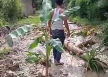 Puluhan Warga Tanam Pisang di Jalan Rusak, 15 Tahun Tak Kunjung Diperbaiki