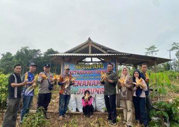 Bhabinkamtibmas polsek Cileles Polres Lebak Polda Banten Bersama Kepala desa dan Petani Desa Cileles Melaksanakan Panen Jagung Hibrida