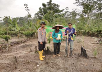 Mendukung Ketahanan Pangan, Kapolsek Cimarga Polres Lebak Bersama Petani Tanam Jagung Di Desa Sangkanmanik
