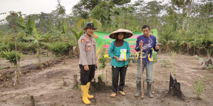 Mendukung Ketahanan Pangan, Kapolsek Cimarga Polres Lebak Bersama Petani Tanam Jagung Di Desa Sangkanmanik