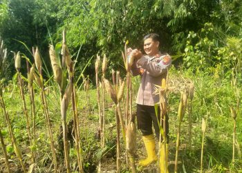 Kapolsek Cimarga Polres Lebak Cek Persiapan Panen Jagung Desa Margaluyu