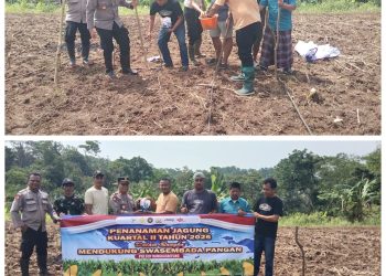 Kapolsek Rangkasbitung Polres Lebak Bersama Kades Mekarsari Tanam Jagung Kuartal II Tahun 2026