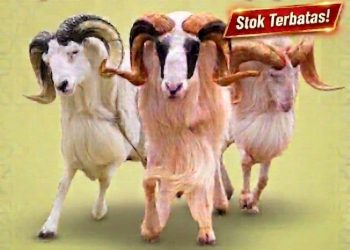 Citawang Farm Rangkasbitung Siapkan Domba Kurban dan Aqiqah, Harga Mulai Rp2,3 Juta