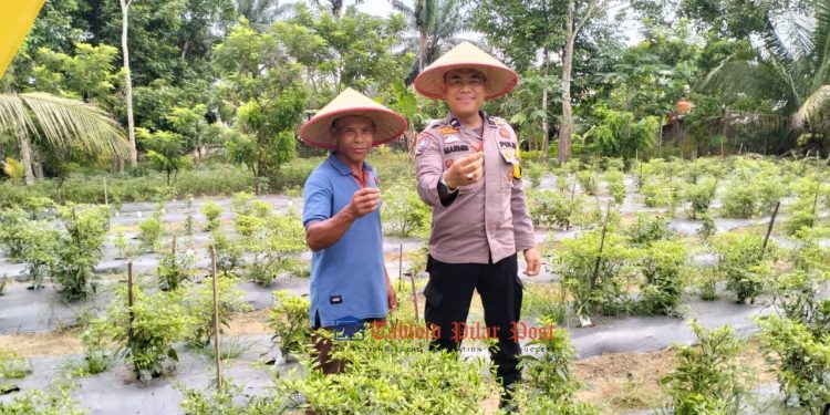 Bhabinkamtibmas Desa Angkasa Tinjau Kebun Cabai Warga, Dukung Program Ketahanan Pangan Nasional