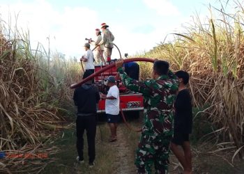 Diduga Berawal dari Pembakaran Daun Tebu, 23 Hektare Lahan TKD Desa Tumpakrejo Ludes Dilalap Api