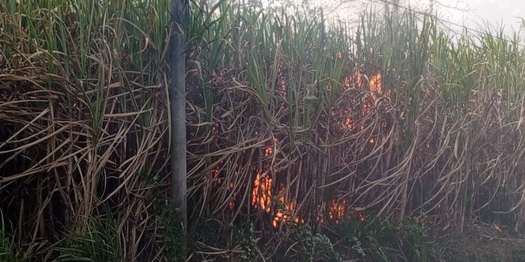 Terdampak Pelebaran Jalan Balekambang, DPKPCK Malang Survei Perbaikan SDN 1 Srigonco