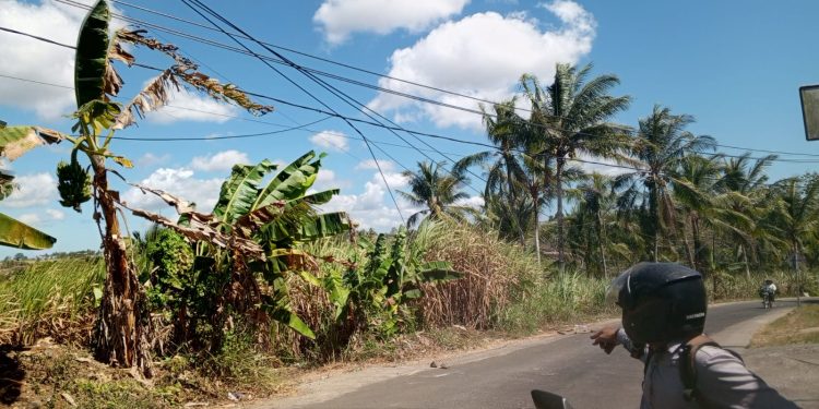 Kabel Listrik Melintang Disangga Kayu, PLN ULP Gondanglegi Gerak Cepat Tindaklanjuti Keluhan Warga Durmo