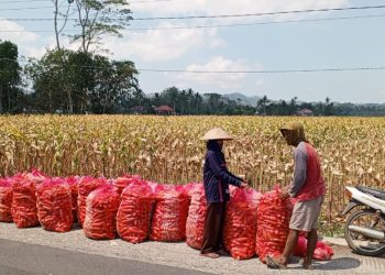Hasil Panen Jagung di Desa Clumprit Malang Melimpah, Petani Krajan Harapkan Solusi Pupuk dan Kenaikan Harga