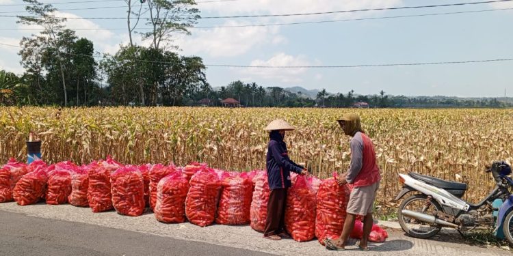 Hasil Panen Jagung di Desa Clumprit Malang Melimpah, Petani Krajan Harapkan Solusi Pupuk dan Kenaikan Harga