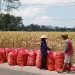 Hasil Panen Jagung di Desa Clumprit Malang Melimpah, Petani Krajan Harapkan Solusi Pupuk dan Kenaikan Harga