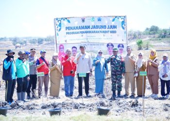 Bupati Bantaeng Tanam Jagung JJUH, Perkuat Program Penangkaran Benih dan Swasembada Jagung