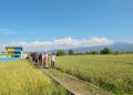 Pertanian Bantaeng Tumbuh 1,97 Persen di Tengah Tekanan El Niño, Produksi Padi dan Jagung Menurun