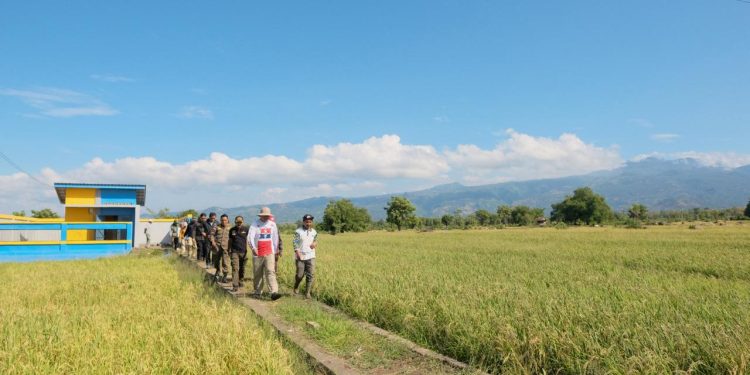 Pertanian Bantaeng Tumbuh 1,97 Persen di Tengah Tekanan El Niño, Produksi Padi dan Jagung Menurun