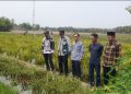 Camat Wanasalam Monitoring Panen Cabai BUMDes Katapang, Dorong Potensi Ekonomi Desa