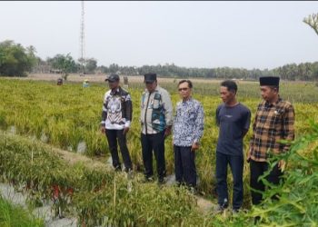 Camat Wanasalam Monitoring Panen Cabai BUMDes Katapang, Dorong Potensi Ekonomi Desa