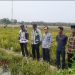 Camat Wanasalam Monitoring Panen Cabai BUMDes Katapang, Dorong Potensi Ekonomi Desa